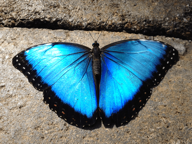 What temperature is too hot for butterflies?