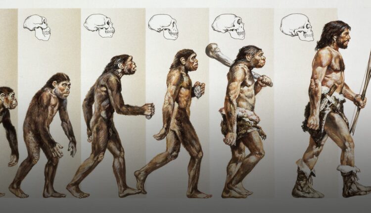 Researchers discover a brand new model of human evolution
